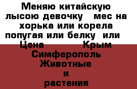 Меняю китайскую лысою девочку 5 мес на хорька или корела попугая или белку .или  › Цена ­ 4 000 - Крым, Симферополь Животные и растения » Грызуны и Рептилии   . Крым